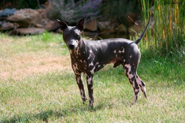razas de perros pequeños sin pelo terrier americano