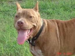 red nose razas de perros pitbull