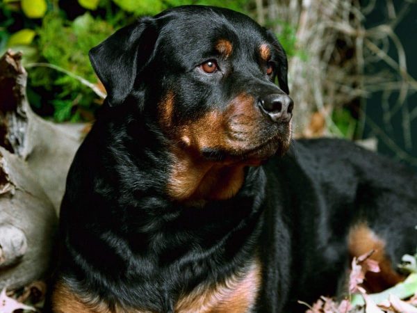 rottweiler razas de perros peligrosos