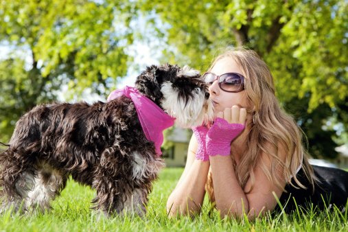 schnauzer razas de perros pequeños y cariñosos