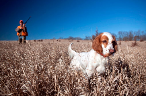 setter ingles razas de perros de caza