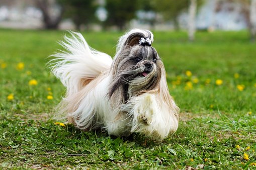 shih tzu razas de perros pequeños chinos