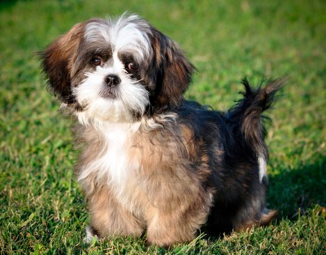 shih tzu razas de perros pequeños precio