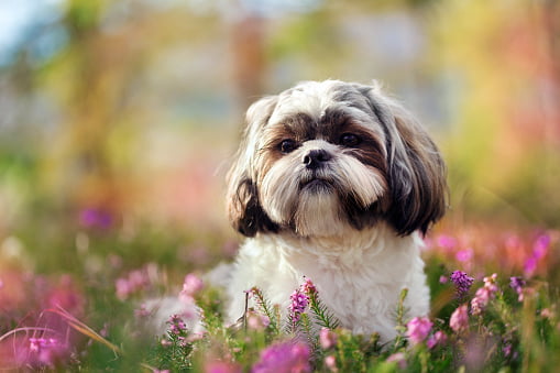 shih tzu razas de perros pequeños y tranquilos