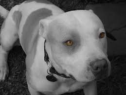 spike razas de perros pitbull