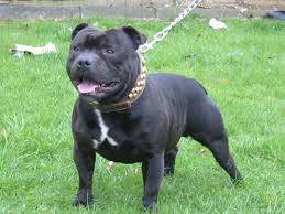 staffordshire bull terrier razas de perros pitbull