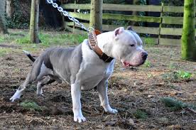 stuffawler razas de perros pitbull