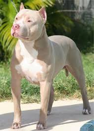 villaliberty razas de perros pitbull