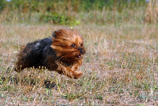 yorkshire terrier razas de perros de caza