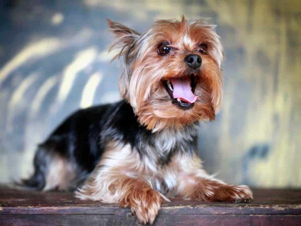 yorkshire terrier razas de perros pequeños de pelo largo