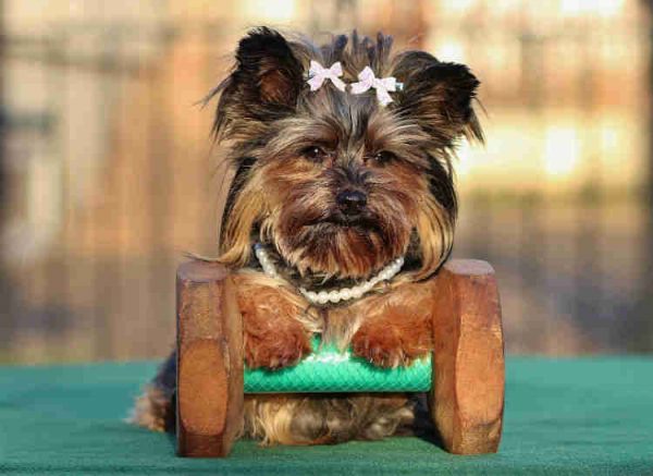 yorkshire terrier razas de perros pequeños que no crecen