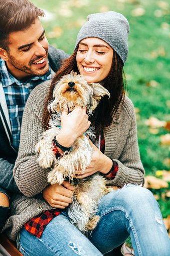 yorkshire terrier razas de perros pequeños y cariñosos