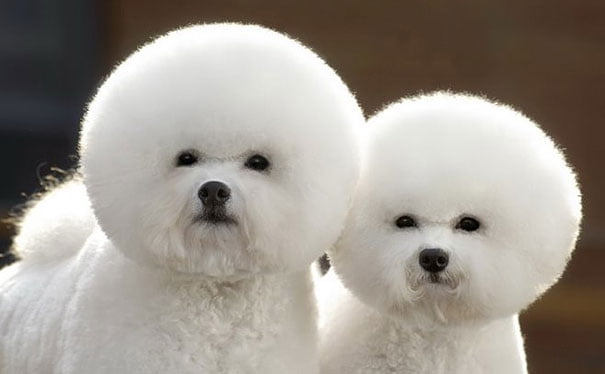 2 adorables bichon frise
