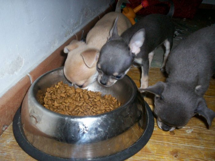 3 cachorros chihuahua