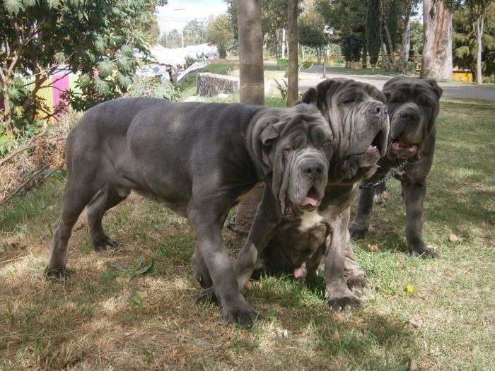 3 mastin napolitano en un parque