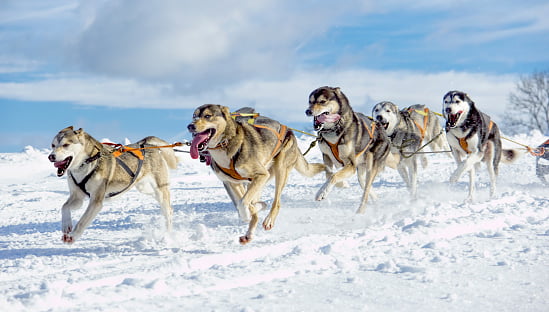 6 husky siberiano tirando un trineo
