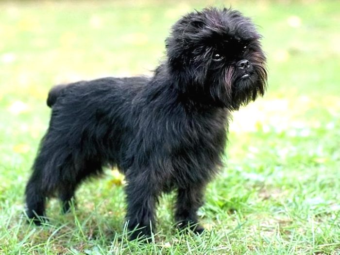 affenpinscher