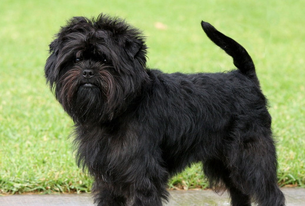 affenpinscher razas de perros pequeños negros