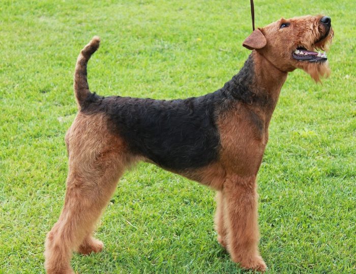 airedale terrier