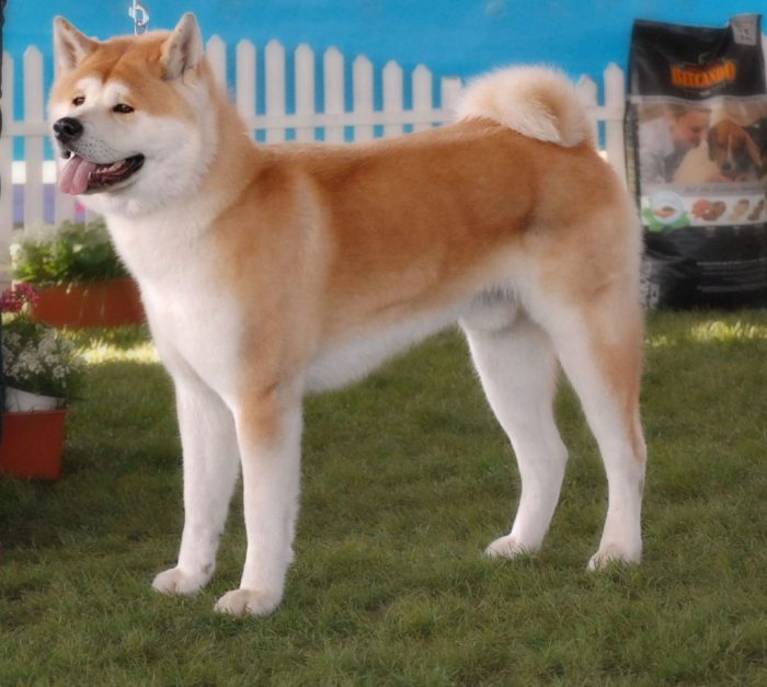 akita en un jardín