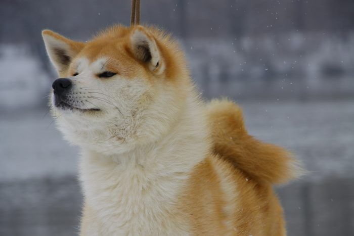 akita inu