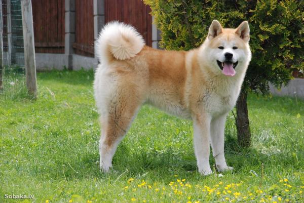 akita inu