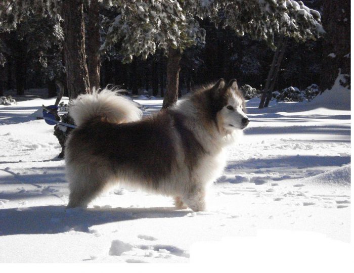 alaskan malamute de paseo en la nieve