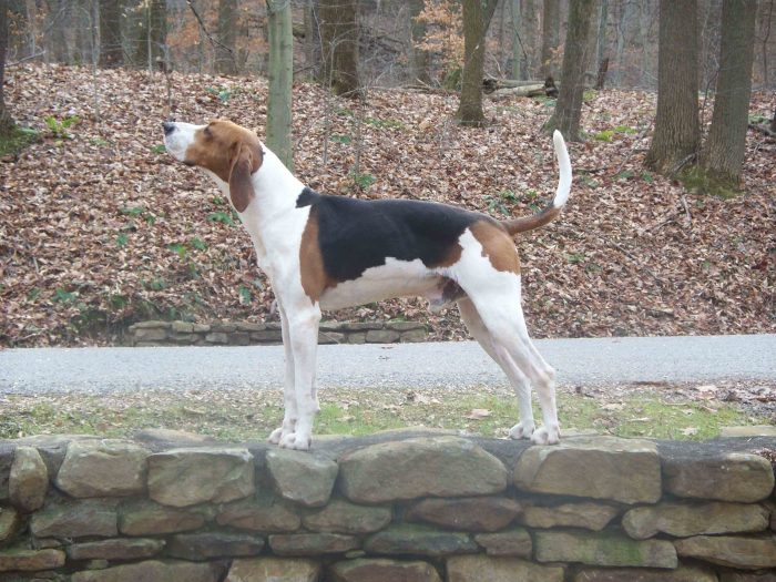 american english coonhound