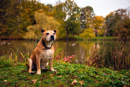american staffordshire bull terrier
