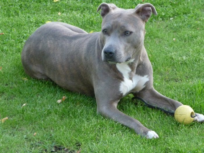 american staffordshire terrier