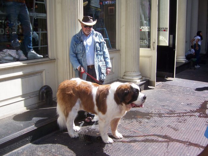 anciano con san bernardo