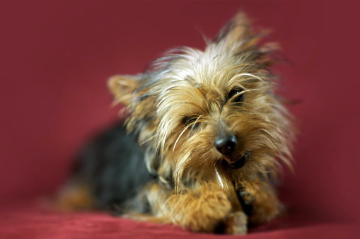 australian silky terrier