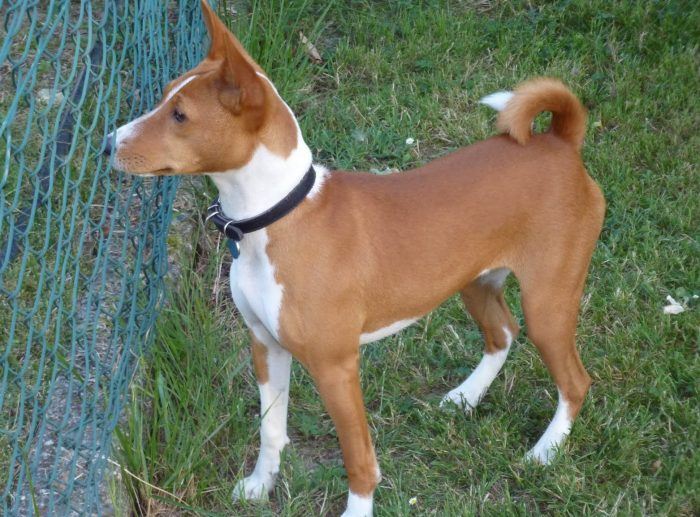 basenji