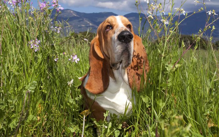 basset hound