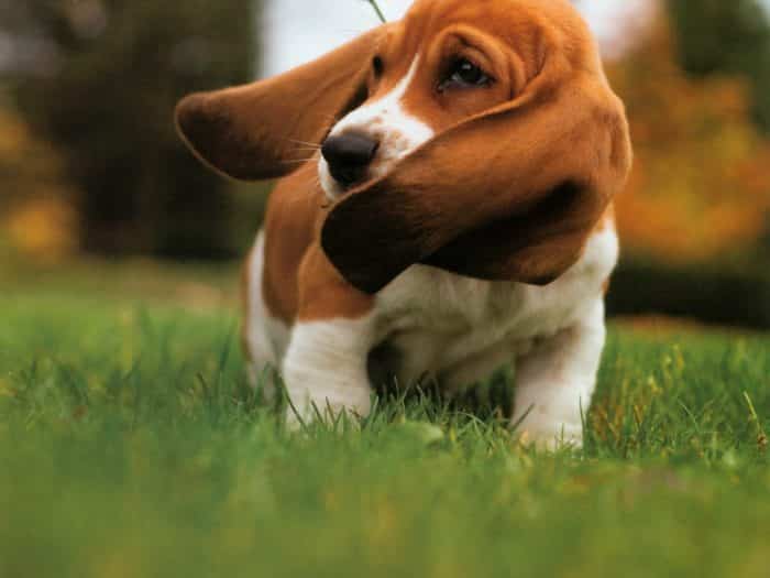 basset hound