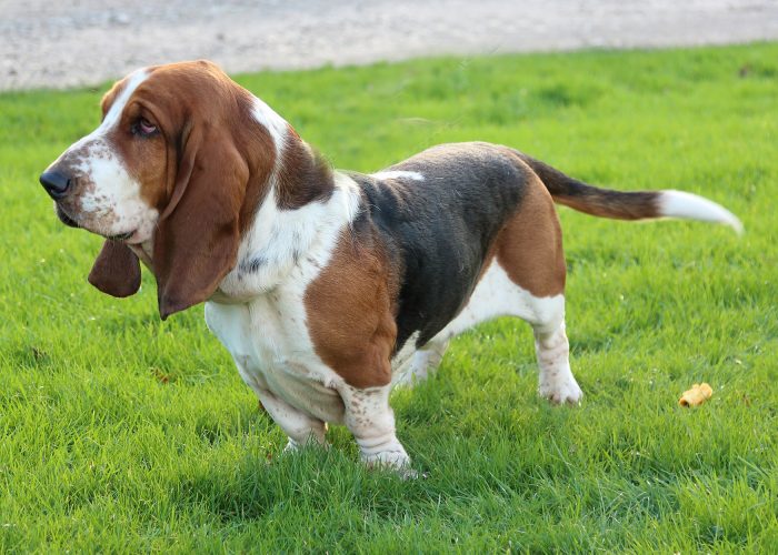 basset hound sobre césped