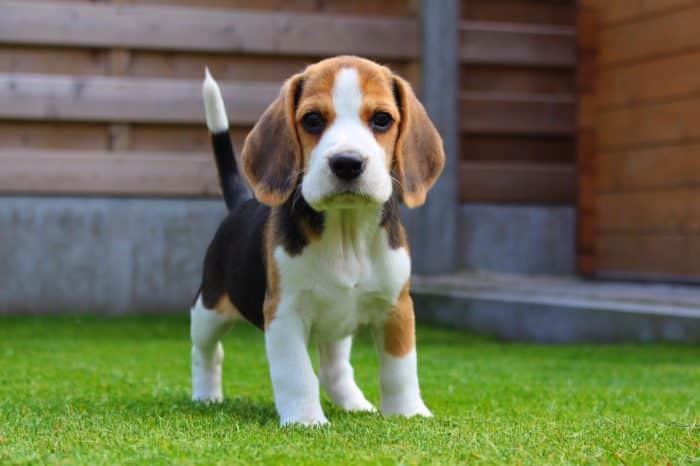 beagle