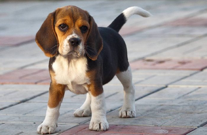 beagle