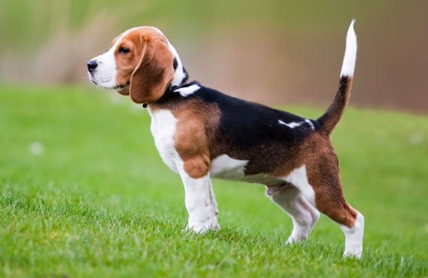 beagle cual perro inglés es mejor para una niña