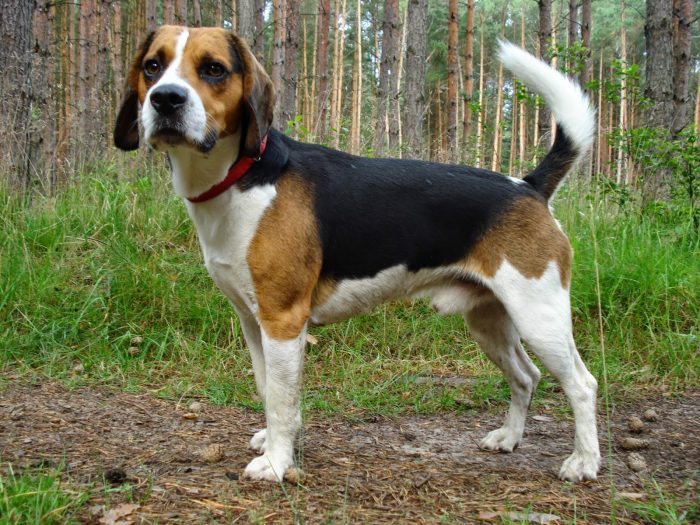 beagle en medio del bosque