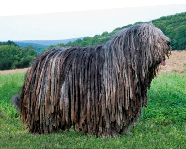 bergamasco