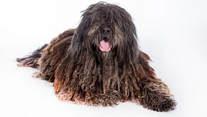 bergamasco
