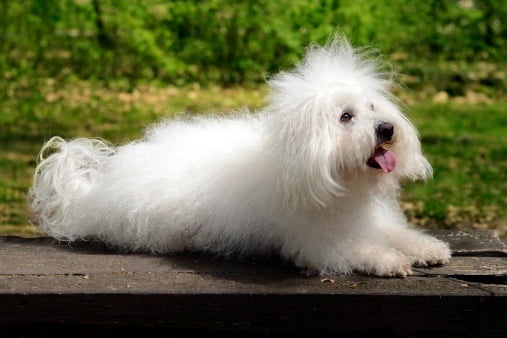 bichon boloñes descansando