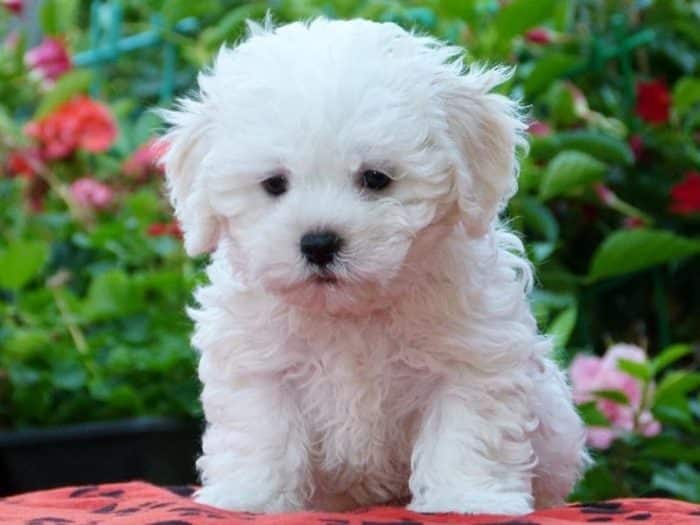 bichon bolones razas de perros pequeños blancos