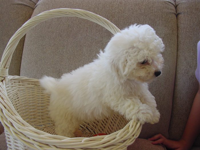 bichón frisé