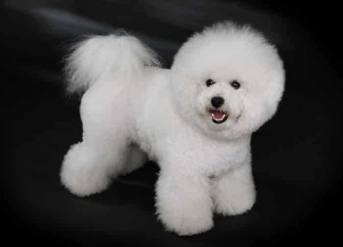 bichon frise