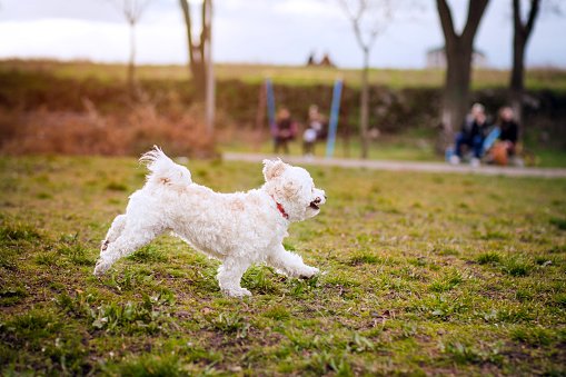 bichón frisé corriendo