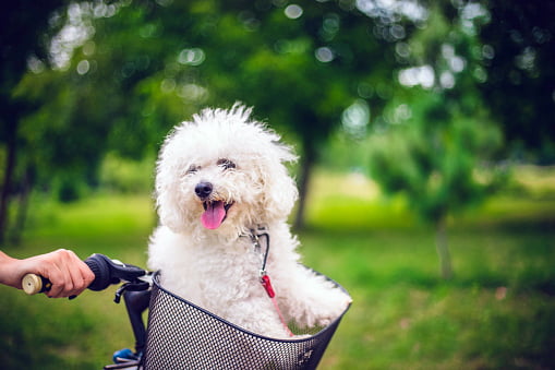 bichon frise paseando en la canasta de una bicicleta