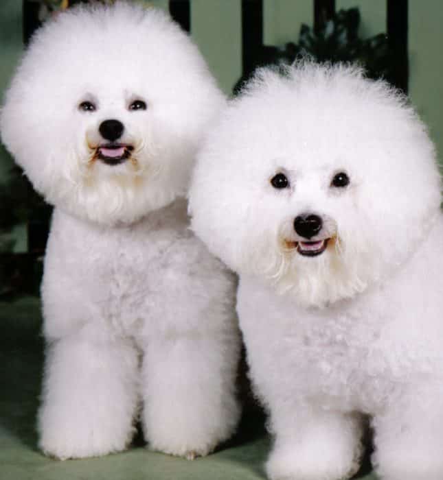 bichon frise razas de perros pequeños blancos