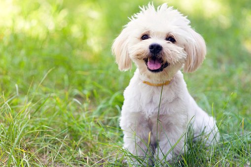 bichon maltes